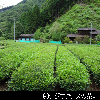 (株)シグマクシスの茶畑